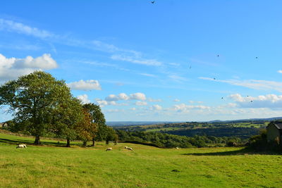 Scenic view of field against sky