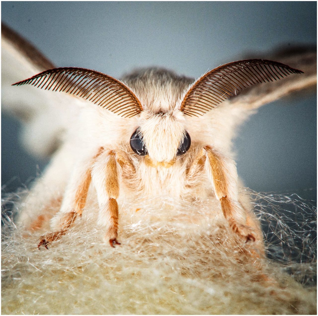 animal themes, one animal, indoors, animals in the wild, wildlife, close-up, auto post production filter, transfer print, no people, insect, focus on foreground, animal body part, zoology, mammal, animal head, selective focus, day, domestic animals, animal markings, spider