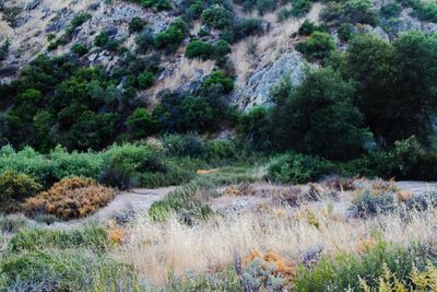 Scenic view of bushes in forest