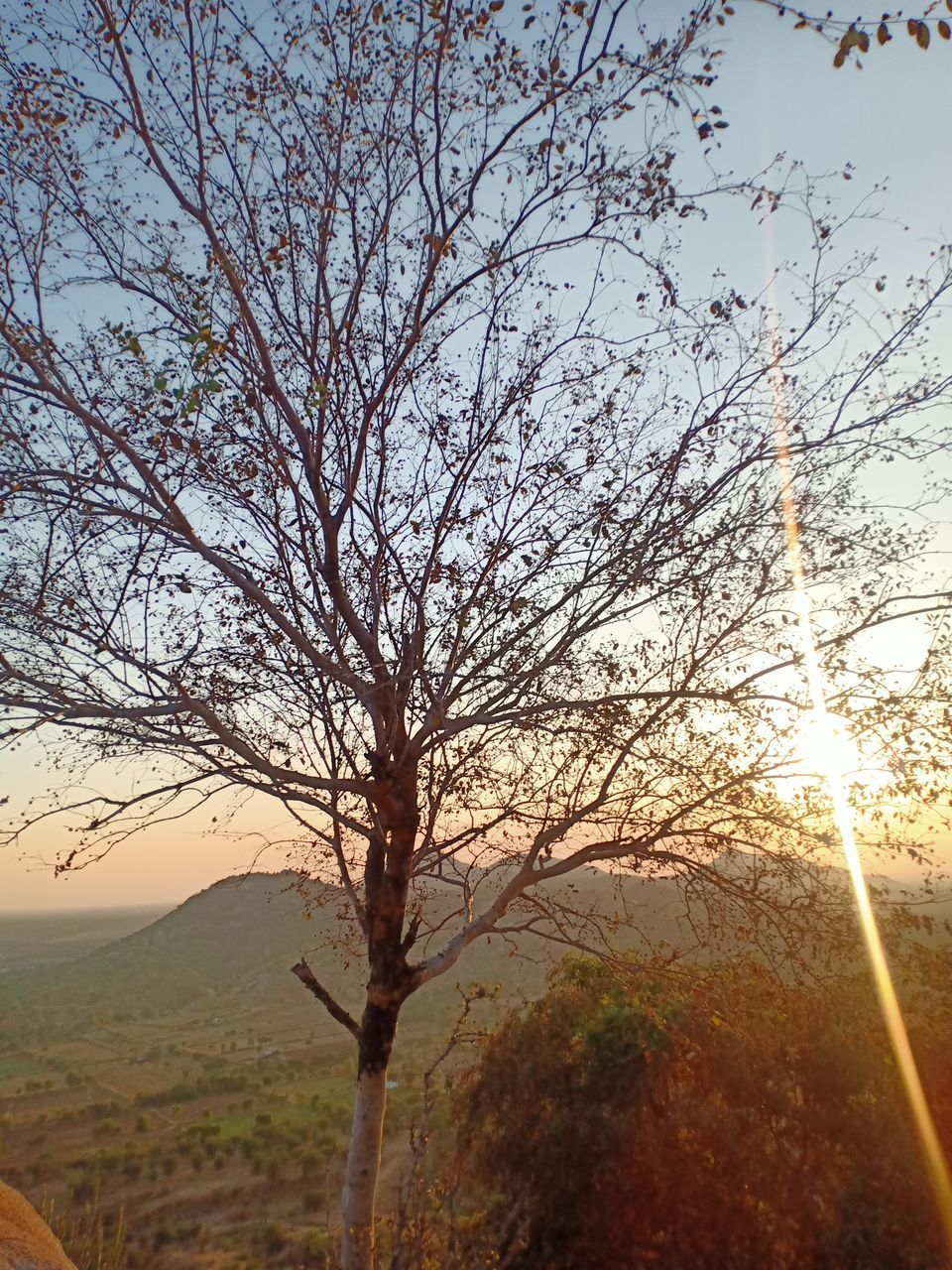 LOW ANGLE VIEW OF BARE TREE AGAINST SKY AT SUNSET