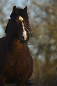 Close-up of horse standing outdoors