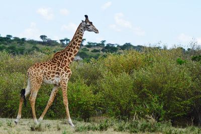 Giraffe standing on grass against sky
