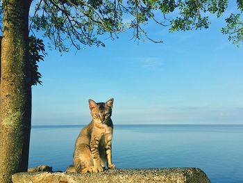 Portrait of cat sitting by sea against clear sky
