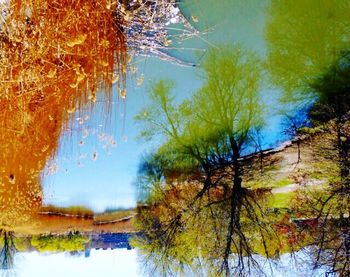 Reflection of trees in water