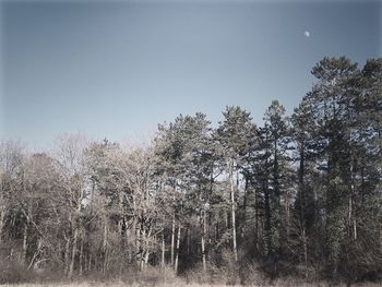 Low angle view of trees on field against clear sky