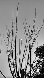 Low angle view of bare tree against clear sky