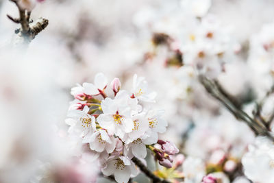 Close-up of cherry blossom