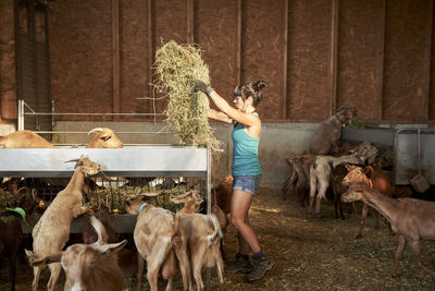 Horses standing in farm