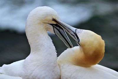 Close-up of birds on lake