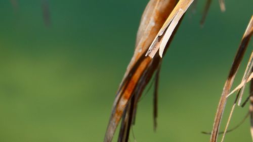 Close-up of a plant against blurred background