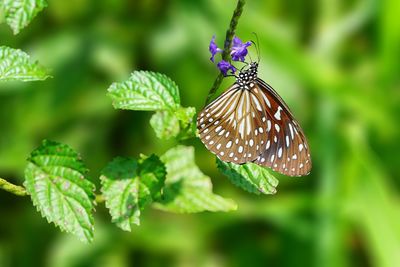 Close-up of butterfly pollinating on flower