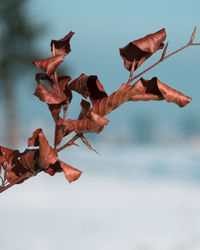 Close-up of hand with leaves in sea against sky