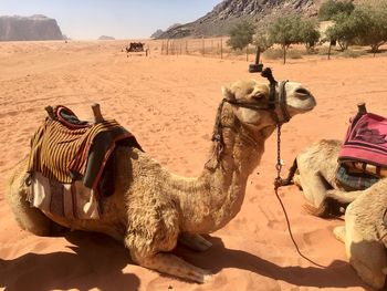 Camel in wadi rum in jorda
