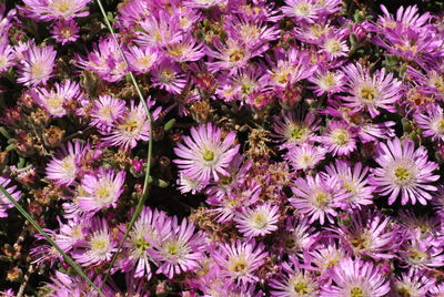 High angle view of purple flowering plants