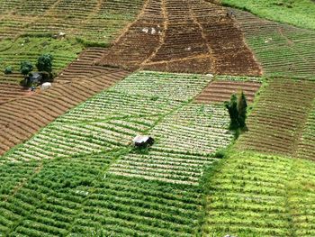 High angle view of terasse fields in thailand
