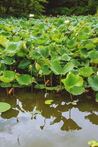 Water lily leaves floating on lake