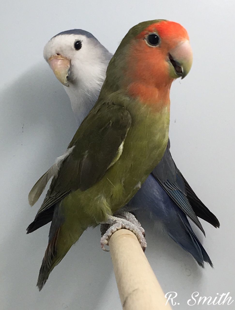 CLOSE-UP OF PARROT PERCHING ON TREE