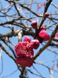 Low angle view of red flowers blooming on tree