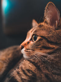 Close-up of a cat looking away