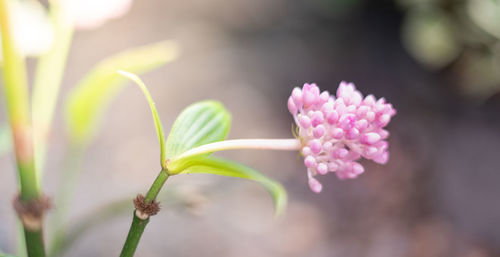 Close-up of pink flowering plant