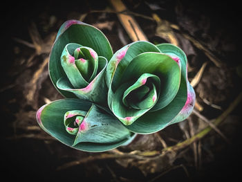 Close-up of succulent plant