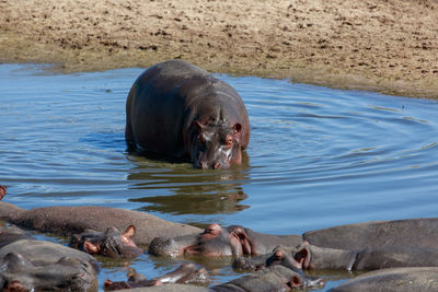 A hippopotamus entering the river