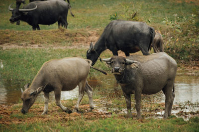 Buffalo standing on field