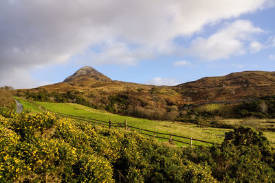 Scenic view of field against sky