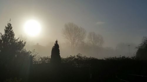 Sun shining through trees