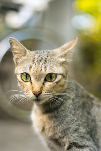 Close-up portrait of a cat