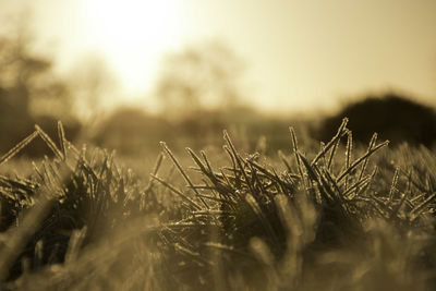 Close-up of plant growing on field