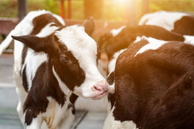 Close-up of cow