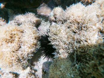 Close-up of coral in sea