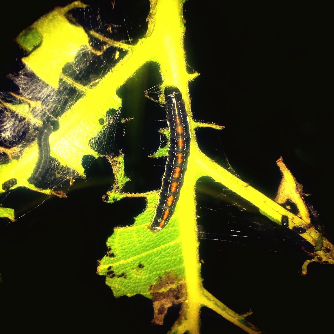 CLOSE-UP OF INSECT ON LEAF