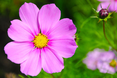 Close-up of pink cosmos flower