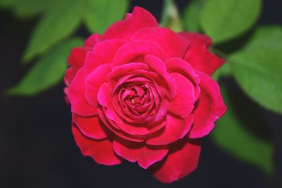 Close-up of rose blooming outdoors