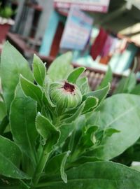 Close-up of insect on plant