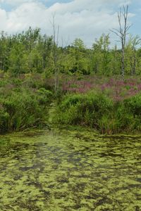Scenic view of lake in forest against sky