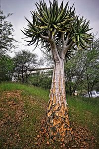 Trees on field against sky