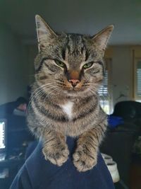 Close-up portrait of tabby cat at home