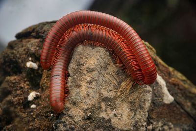 Millipedes, macro photo of insects.
