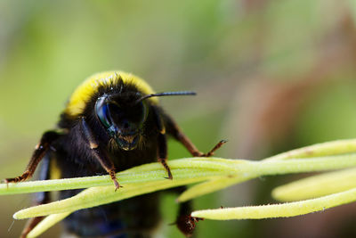 Close-up of insect on leaf