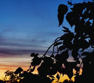 Low angle view of silhouette tree against sky