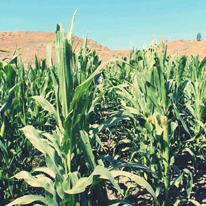 Scenic view of field