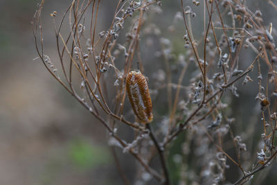 Close-up of flowering plant, capullo de mariposa, insecto,butterfly cap, insect