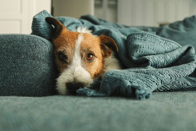 Portrait of dog resting on sofa at home