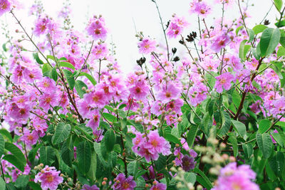 Close-up of pink bougainvillea flowers blooming on tree