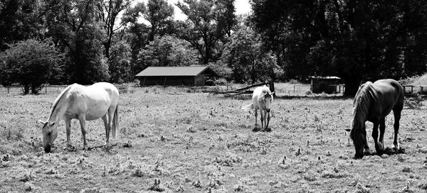 Horses grazing in the field