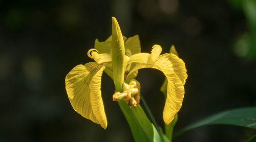 Close-up of yellow flowering plant