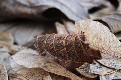 Close-up of dry leaves on wood